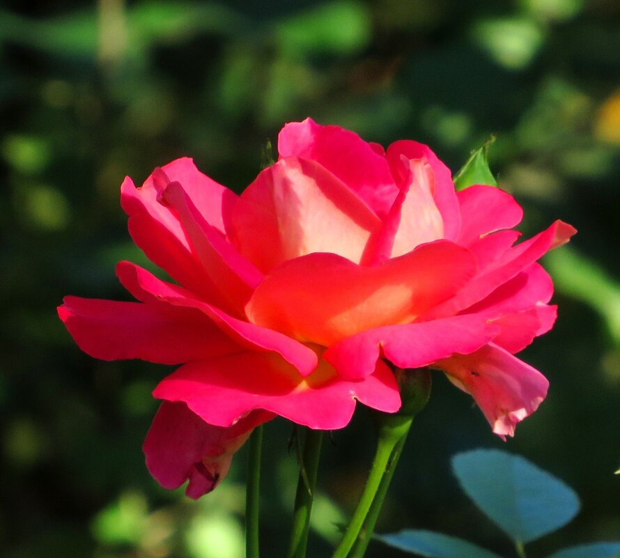Роза в саду - Андрей Снегерёв