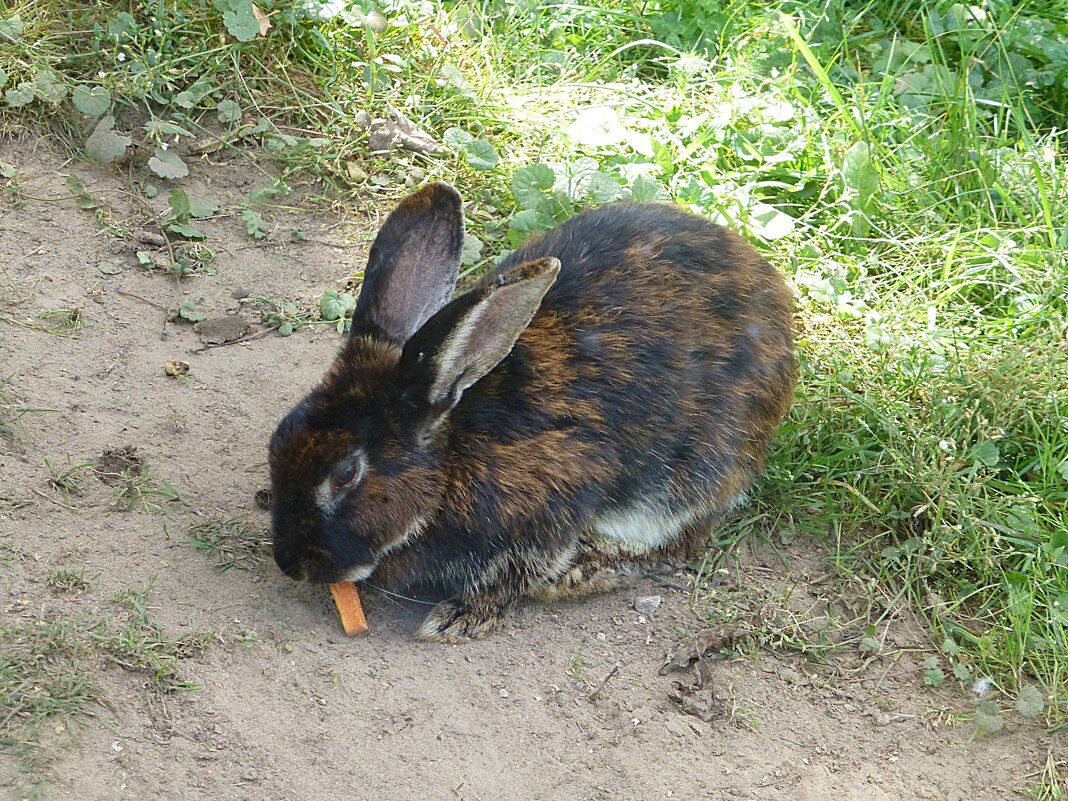 Зайчик с морковкой - Лидия Бусурина