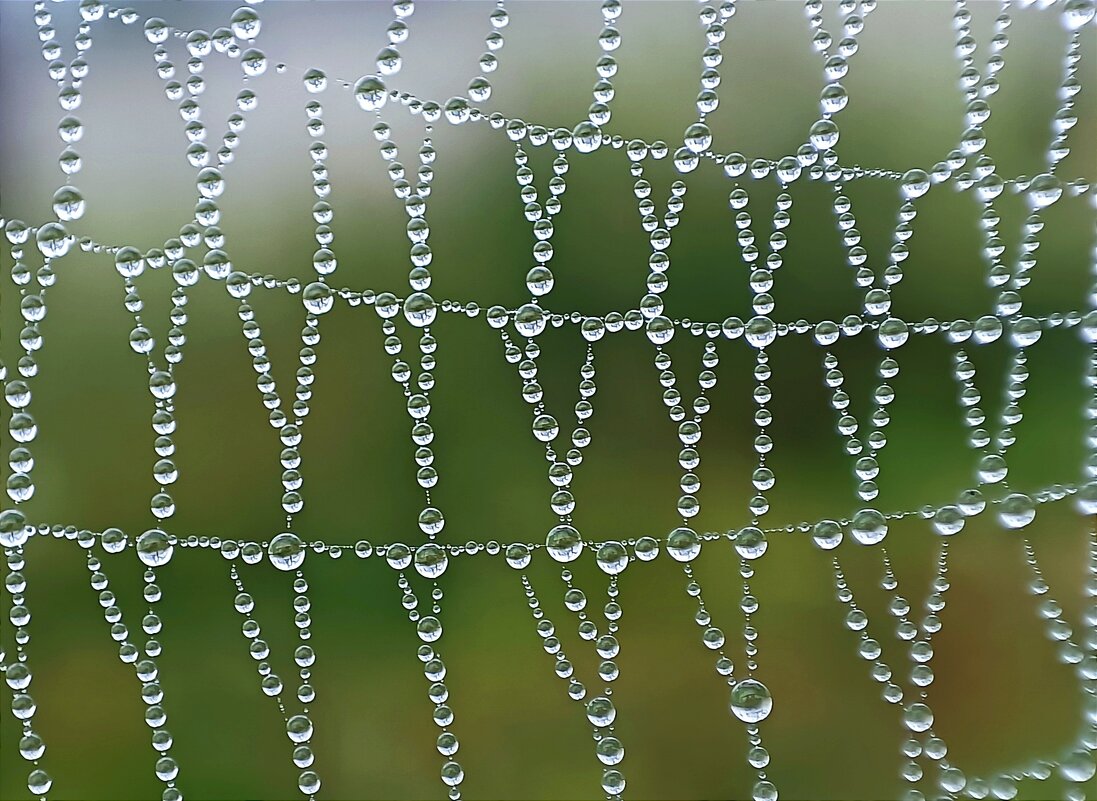Бисероплетение дождя на паутинке - Ульяна Северинова Фотограф