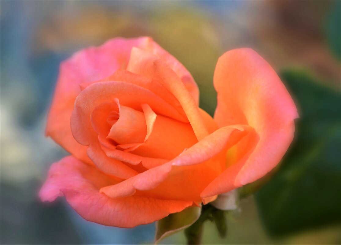 Роза, какой гордый цветок. - Ольга Русанова (olg-rusanowa2010)