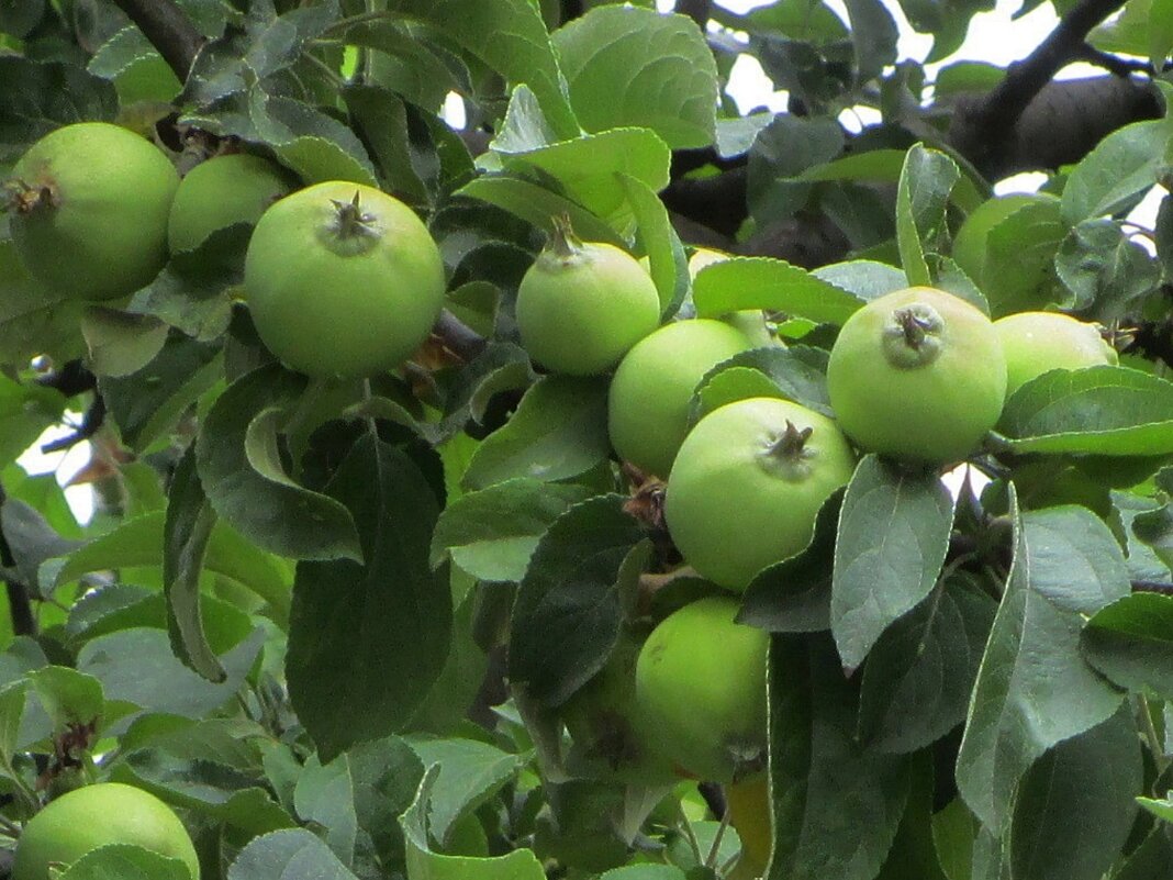 Яблоки в саду - Ольга Довженко