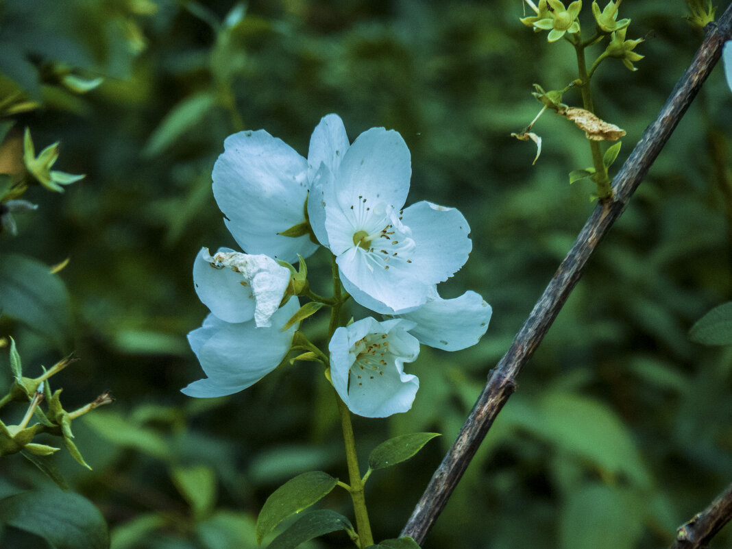 Цветы  ботанического сада - Валентин Семчишин