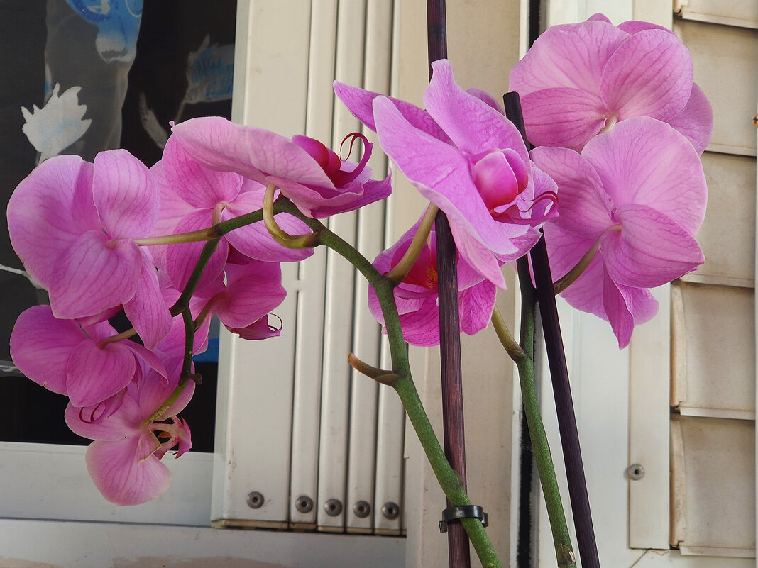 Орхидея — цветок любви и плодородия. - Светлана Хращевская