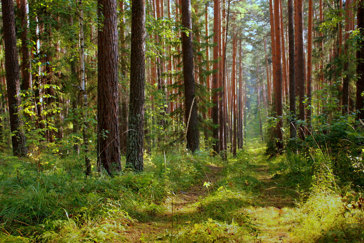 Август в сосновом лесу - Нэля Лысенко