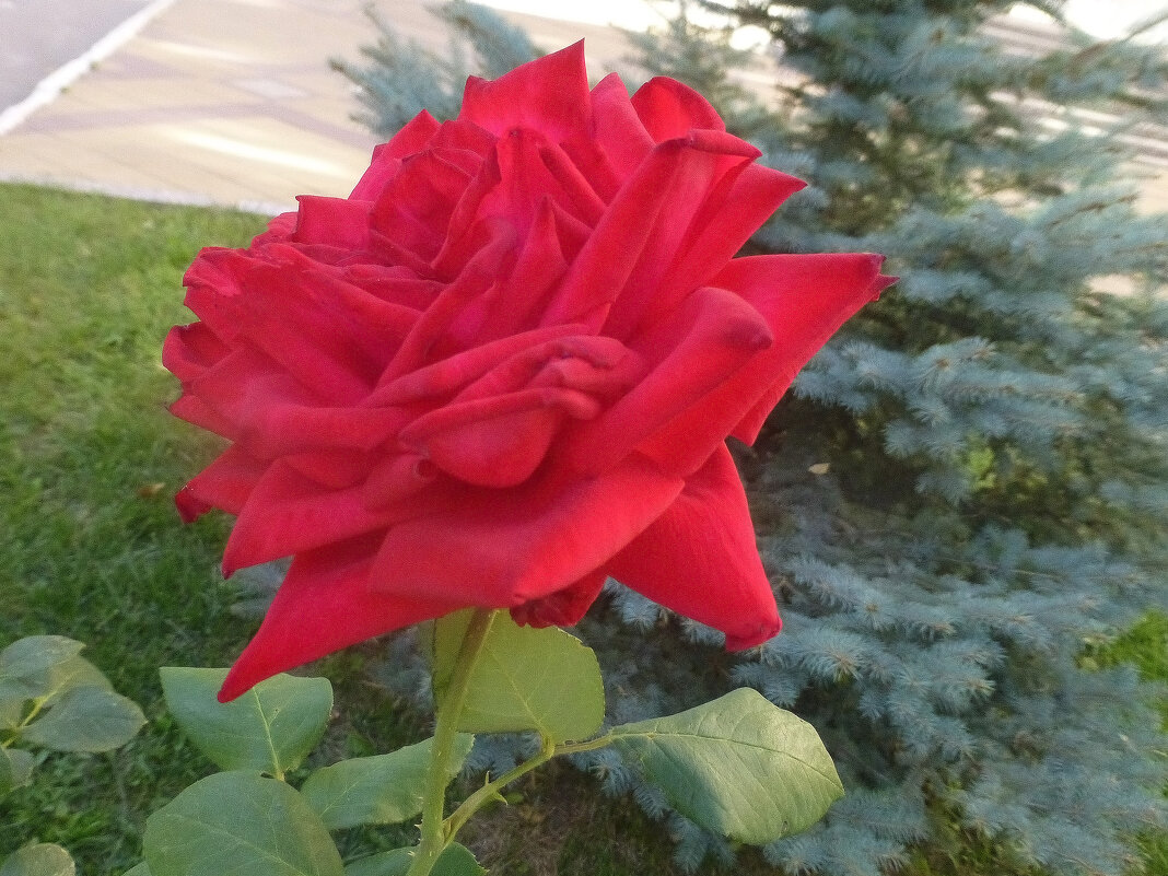Розы Оренбурга - Наиля 