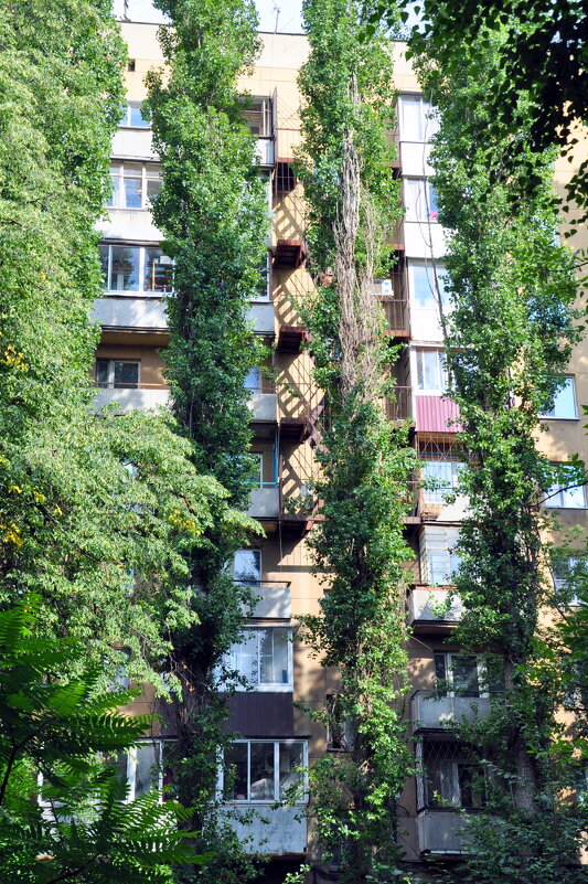 Лестницы - чудесницы, деревья - фотомодели. - Татьяна Машошина