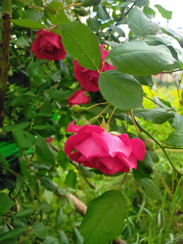 Прекрасная роза - Yulia Raspopova