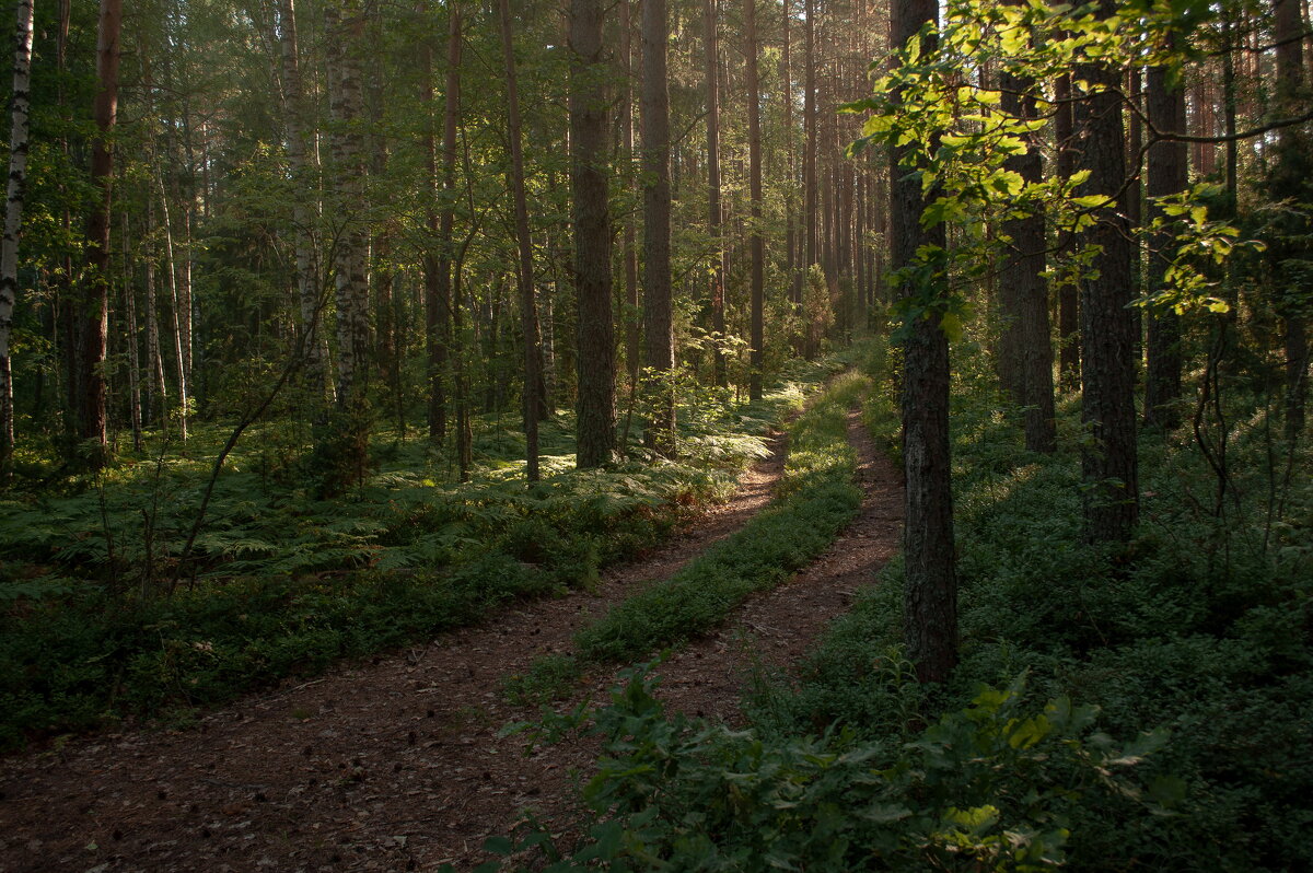 утро в лесу - Daria Кончакова