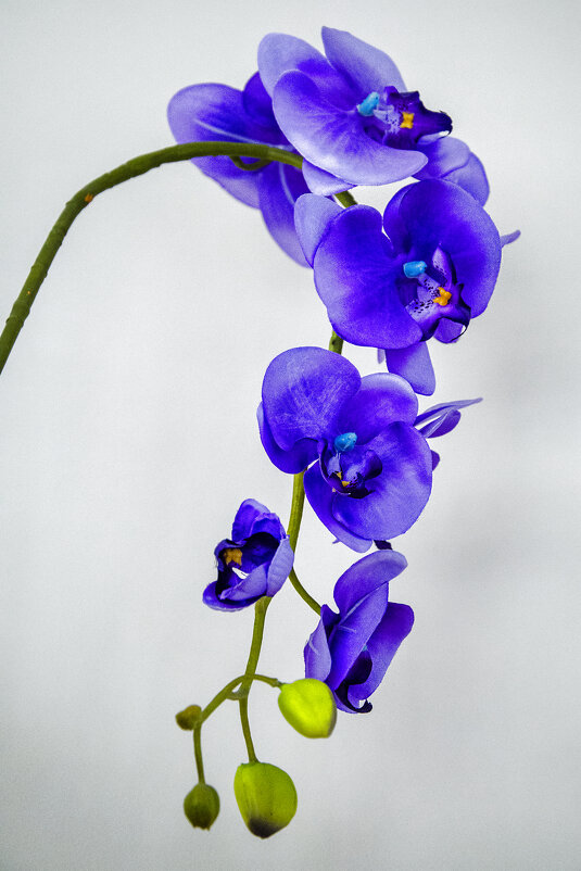 Орхидея - Kliwo 