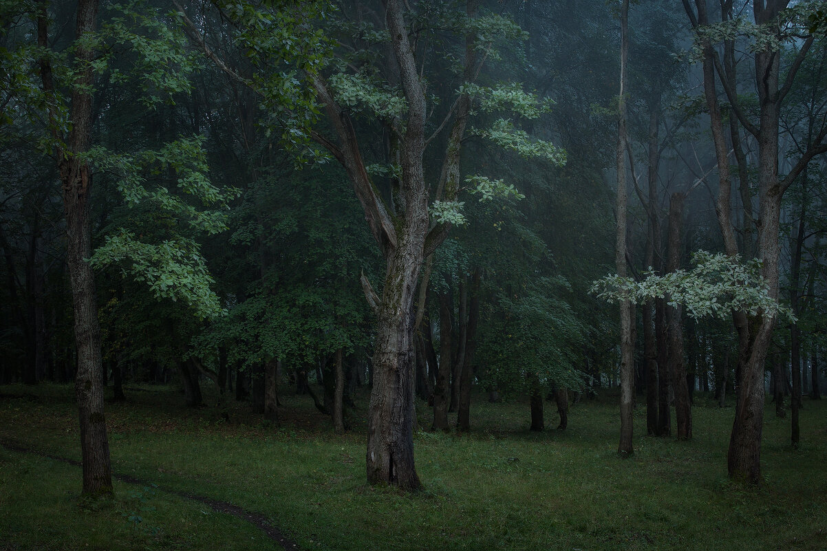ночь в лесу - Михаил Корнилов