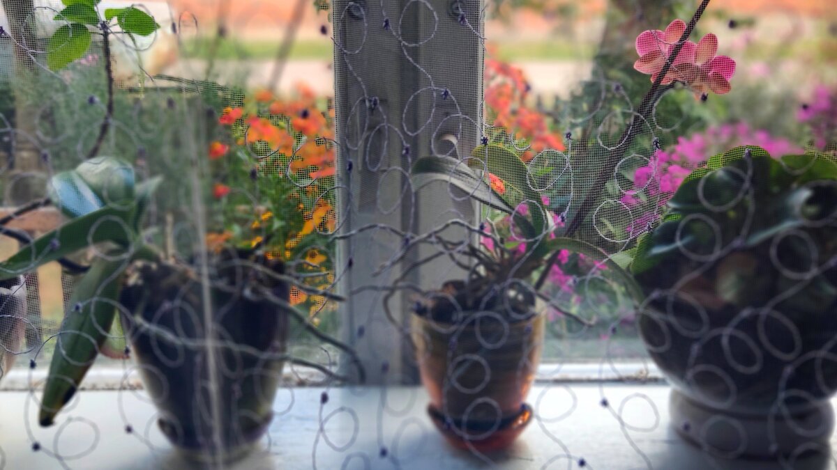 цветы на окне и за окошком - Любовь 