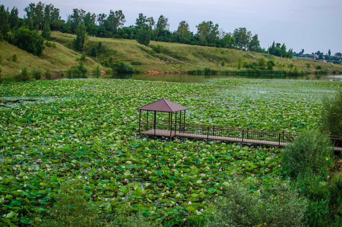 Лотос В селе Быковка Белгородского района - Александр Леонов