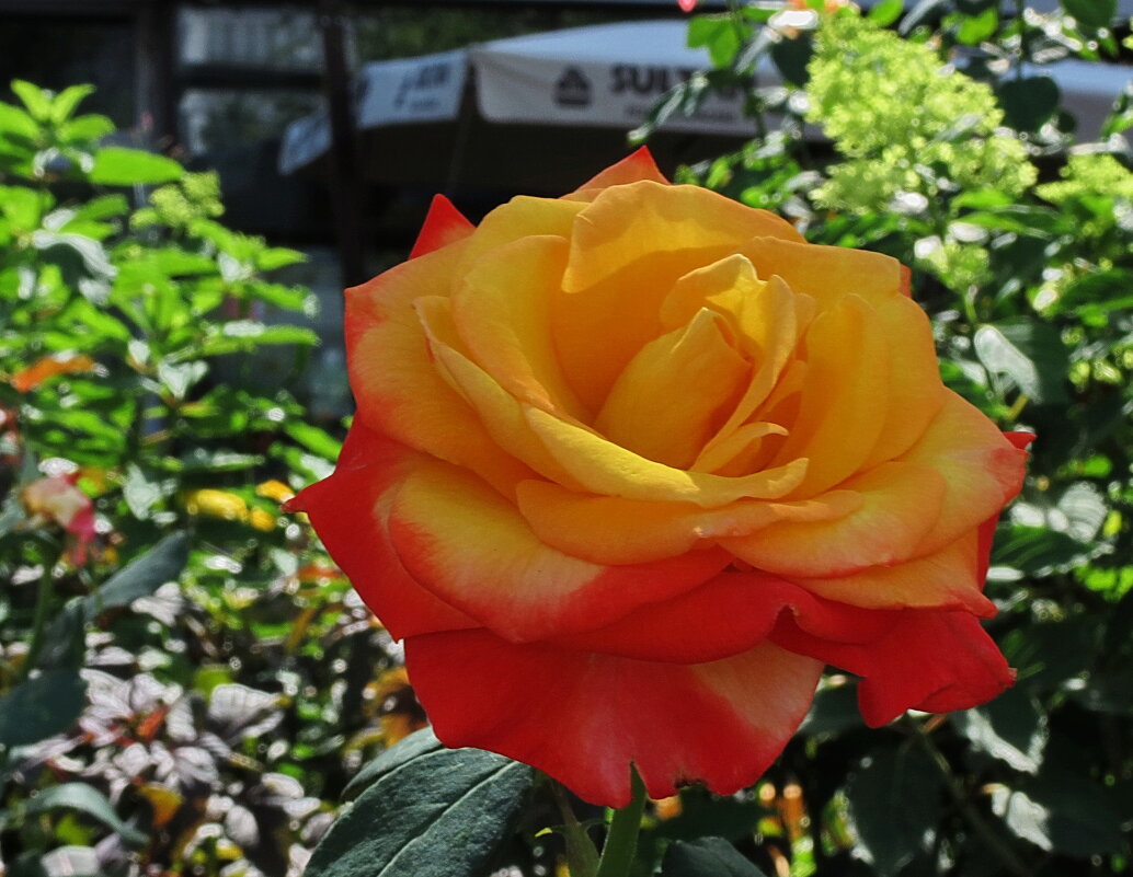 За красоту мы любим розы - Liliya Kharlamova