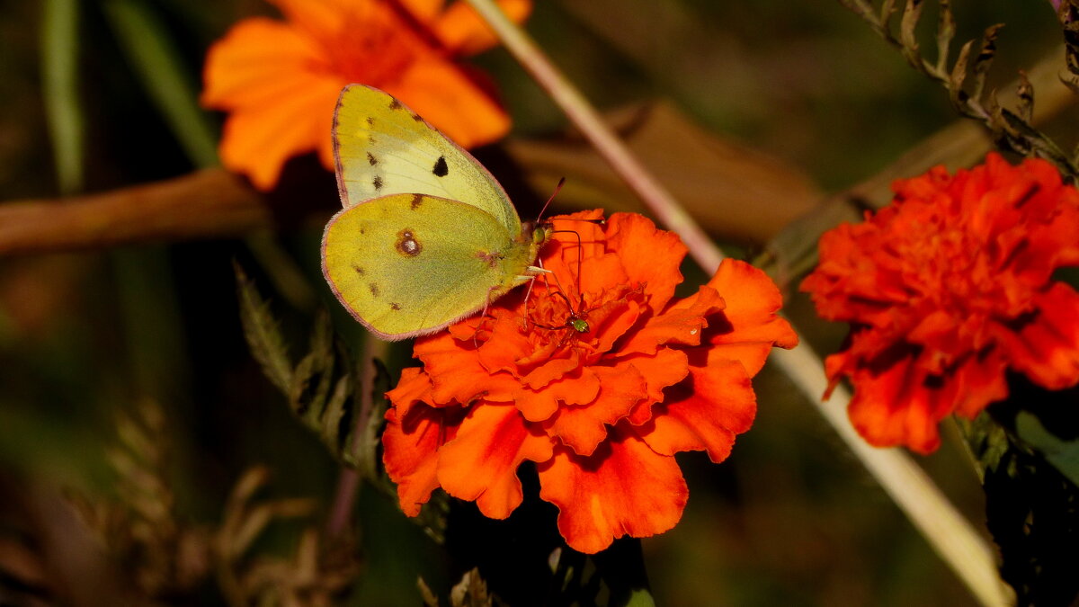 бабочки на осенних цветах  1 - Александр Прокудин