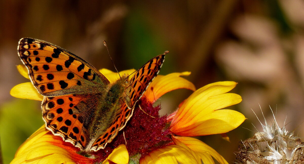 бабочки на осенних цветах  4 - Александр Прокудин