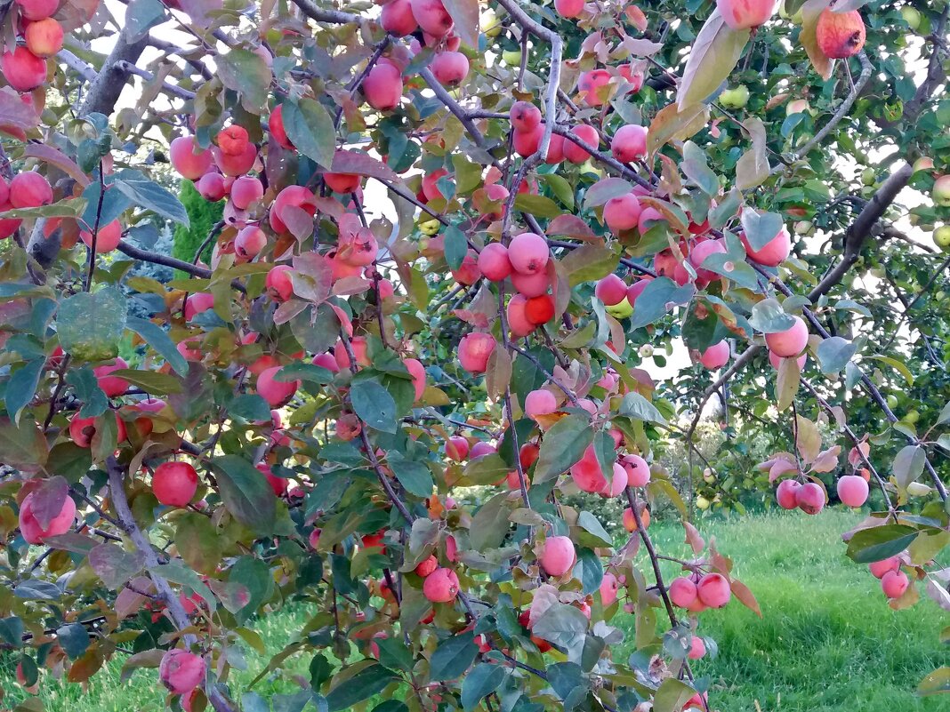 Райские яблочки в монастырском саду - Galina Solovova