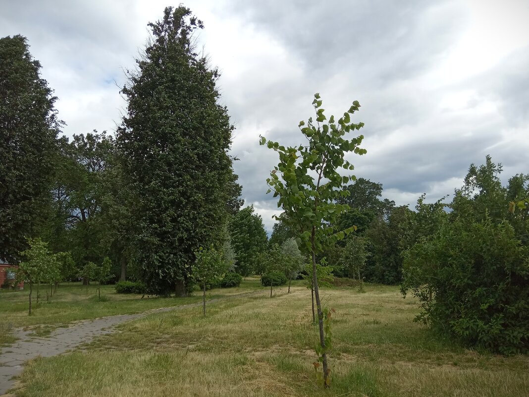 В парке - Елена Пономарева