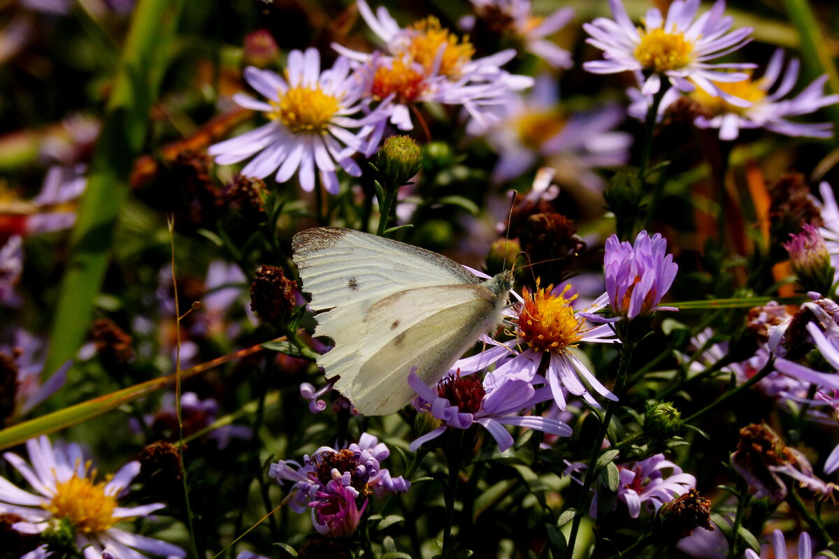 бабочки на осенних цветах 6 - Александр Прокудин