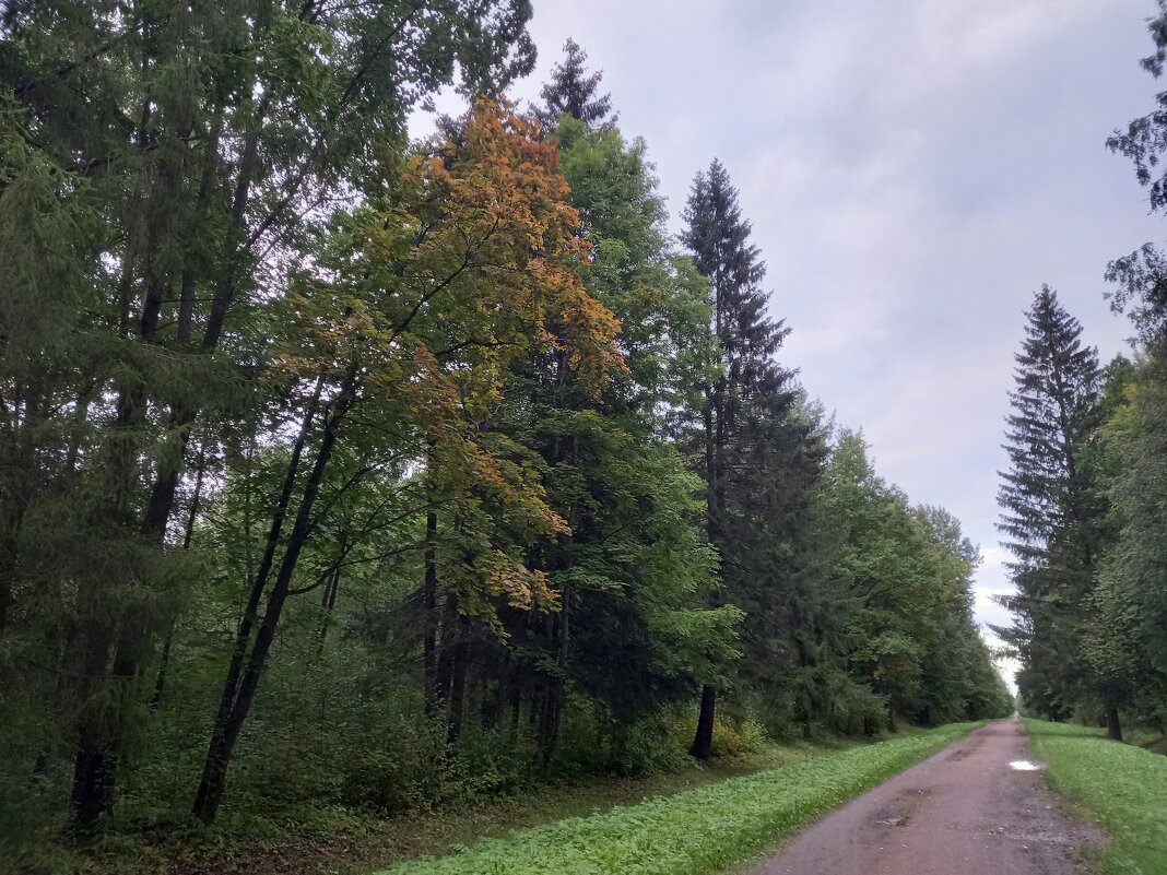 Осень в Баболовском парке - Сапсан 