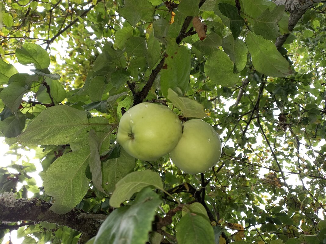 Яблочки - BoxerMak Mak