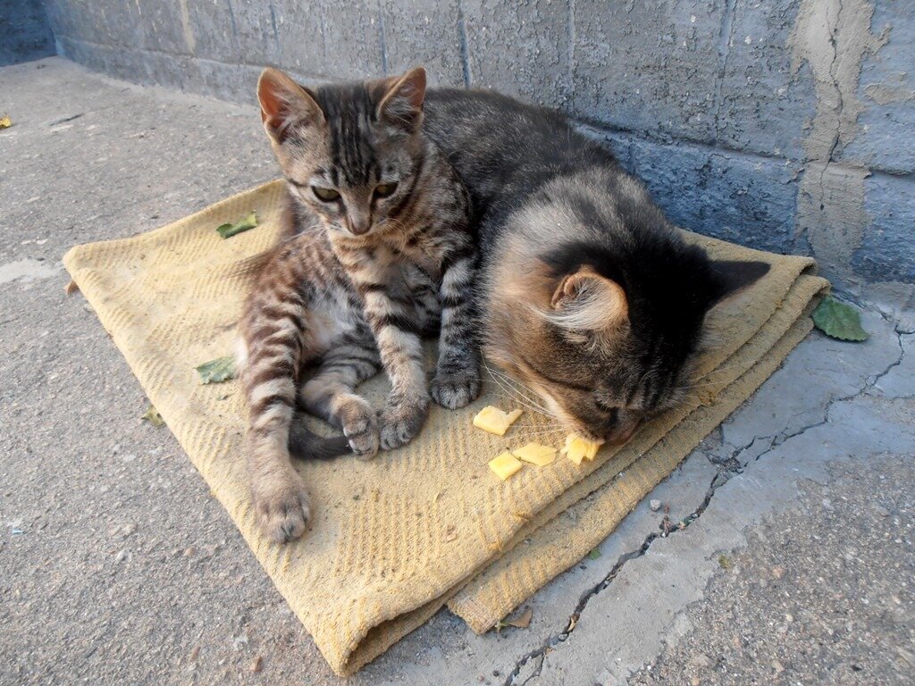 Кот Мура сочетает приятное с полезным :) - Наталья 