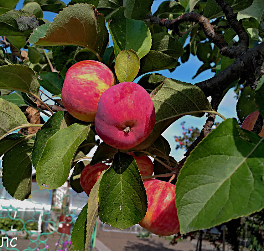 Яблочное лето - Любовь 