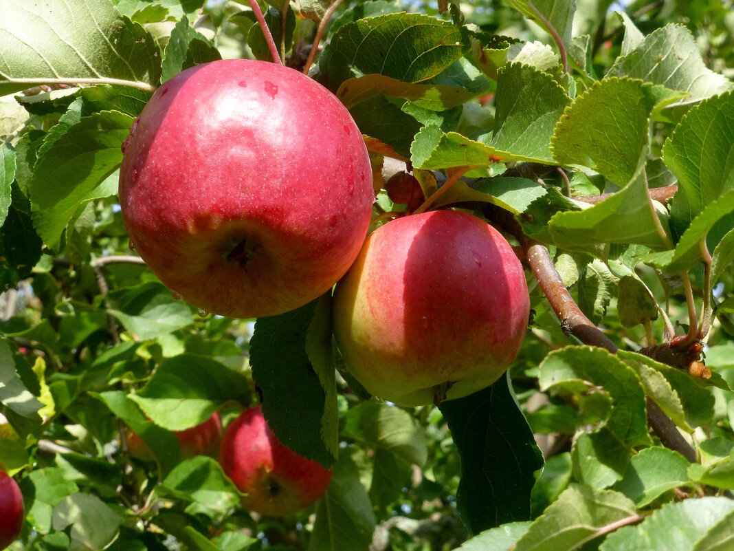 Сорт яблок розовый налив - Наиля 
