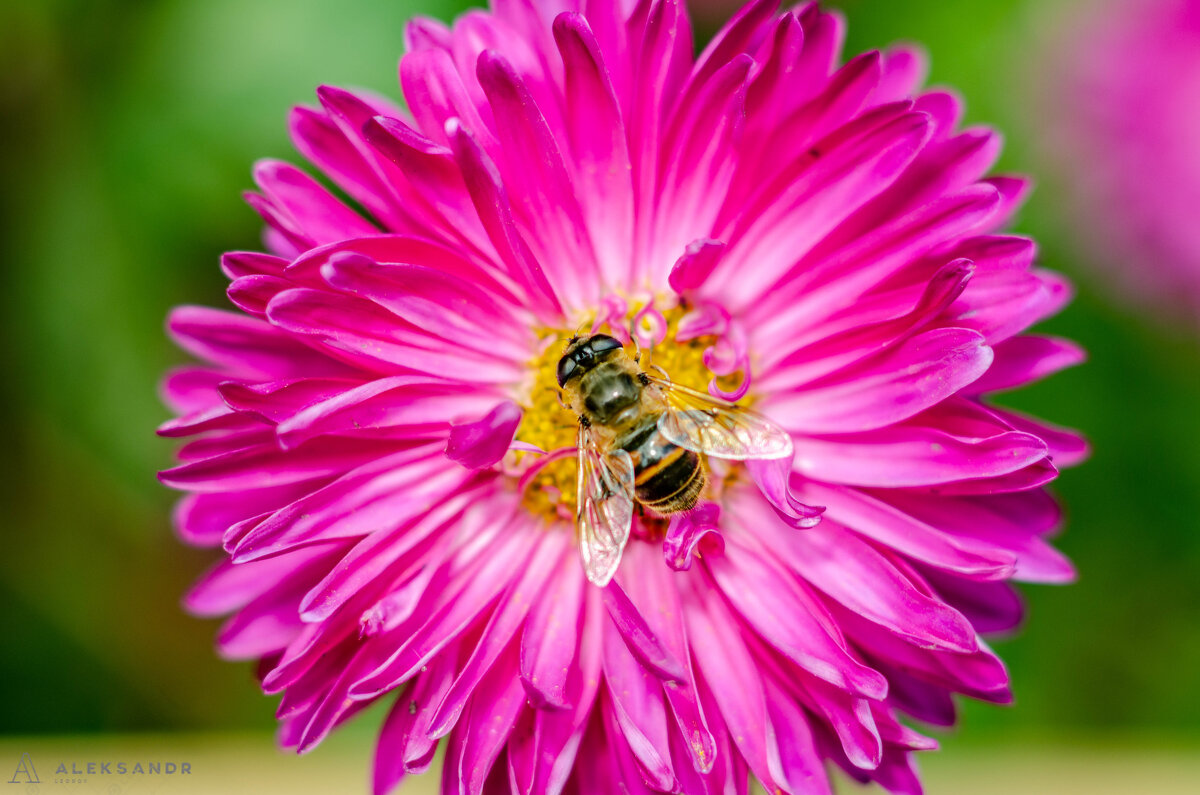 пчелка на цветке - Александр Леонов