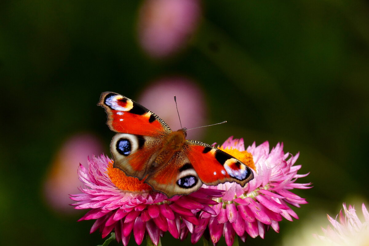 бабочки на осенних цветах  5 - Александр Прокудин