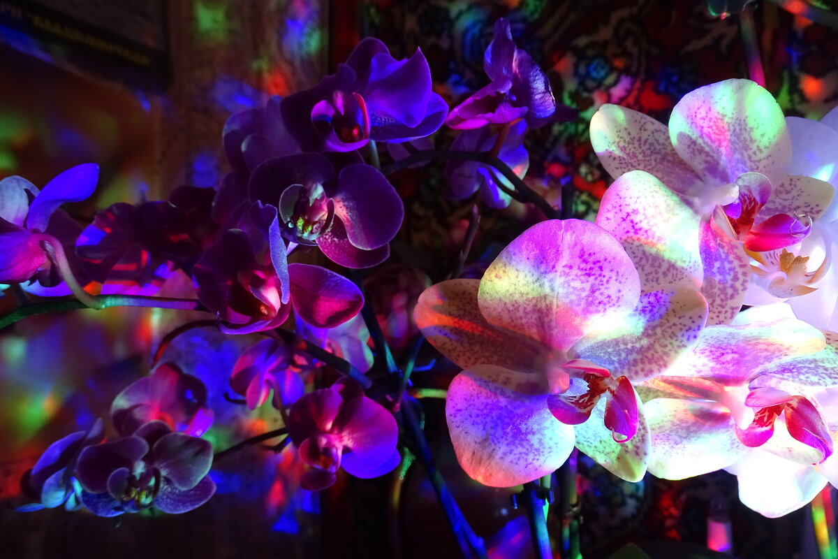 Орхидейный красочный мир! - Anna-Sabina Anna-Sabina
