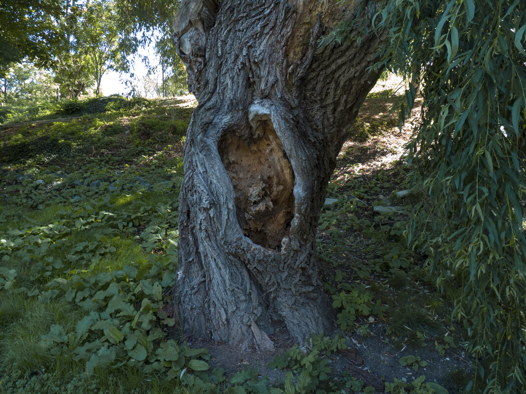Старое  дерево - Валентин Семчишин