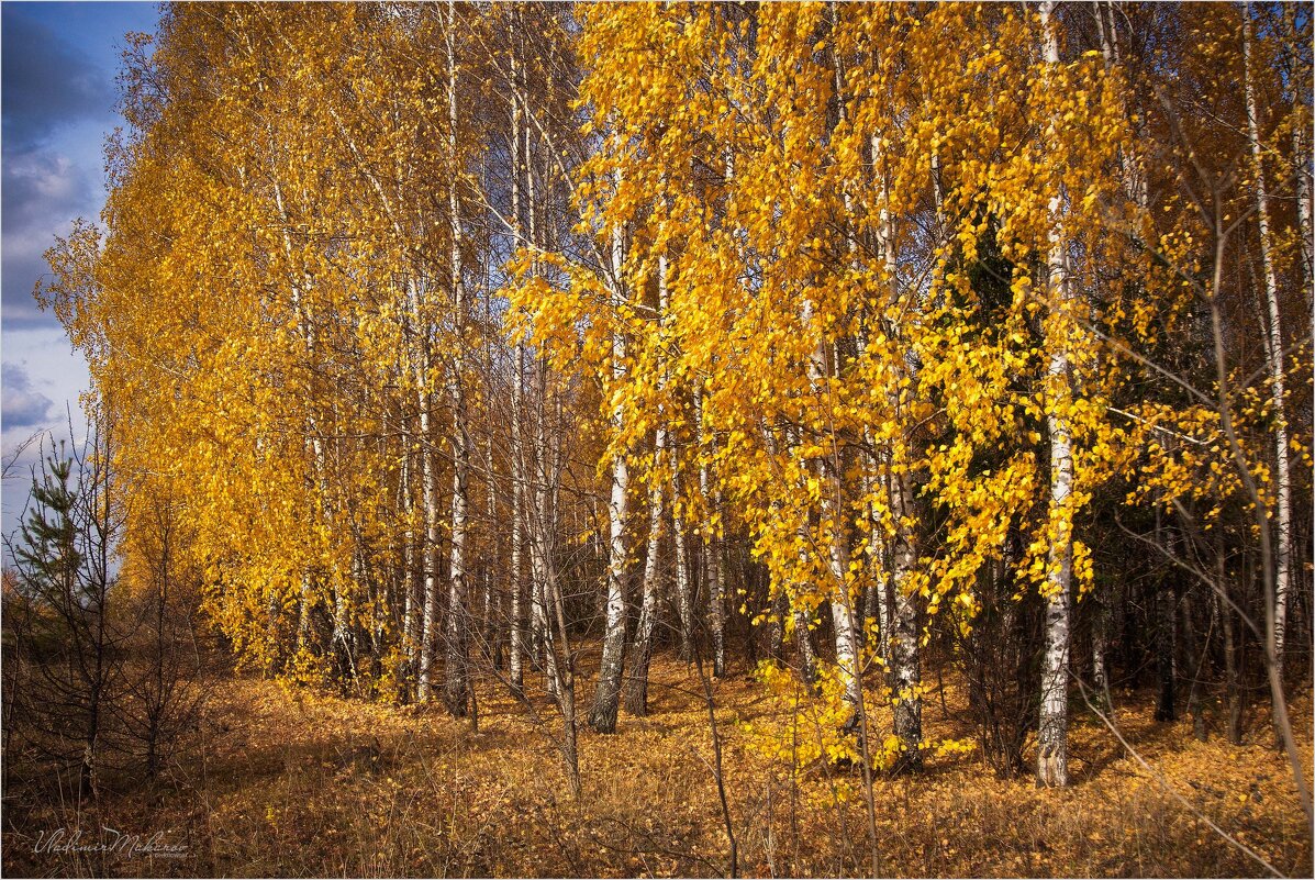 "А вот это осень... золотая"© - Владимир Макаров