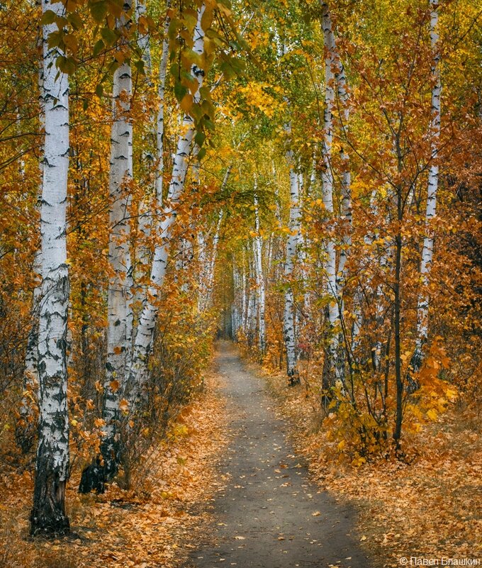 Лесопарк "Лесной" Энгельс - Pavel Blashkin