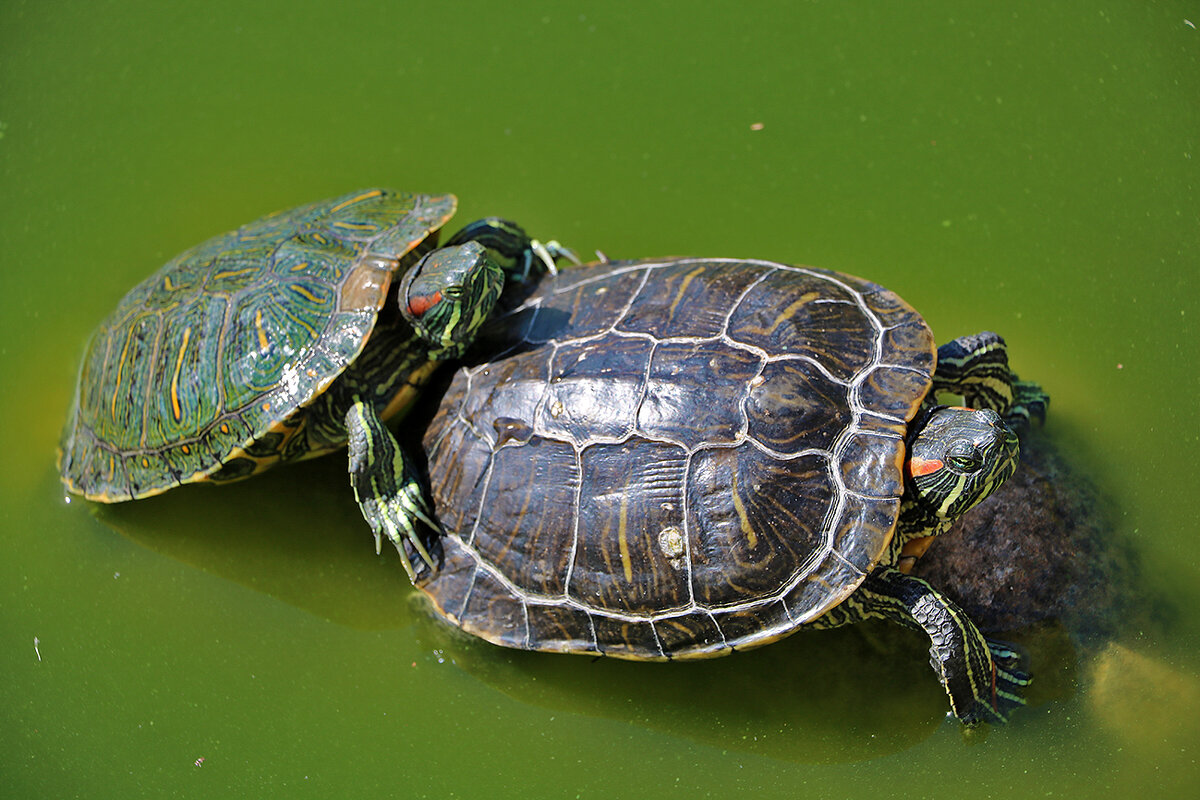 Водяные черепахи - Светлана 