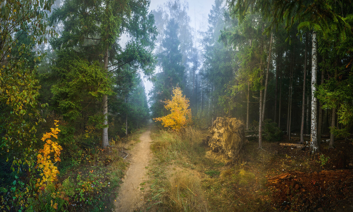 Осенний лес в Балашихе - Алексей Строганов