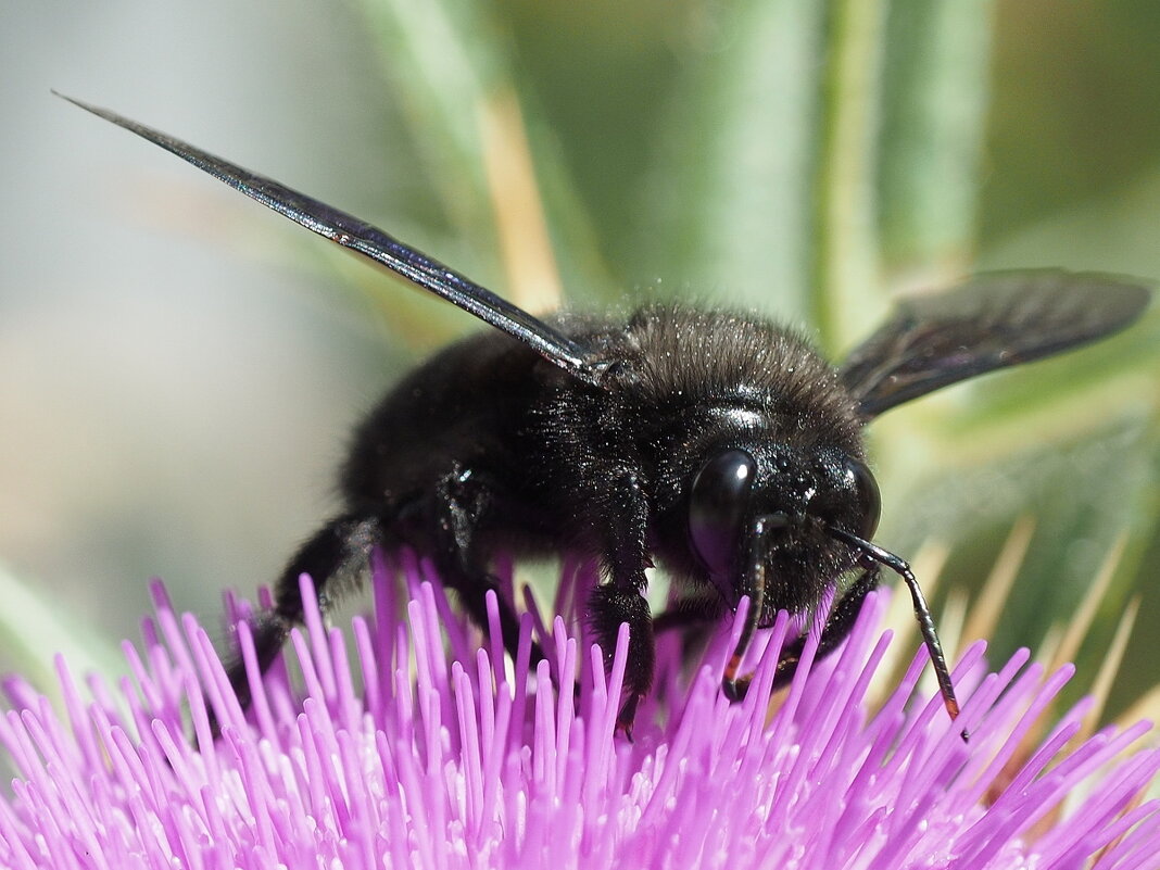 Пчела-плотник фиолетовая Xylocopa violacea - wea *