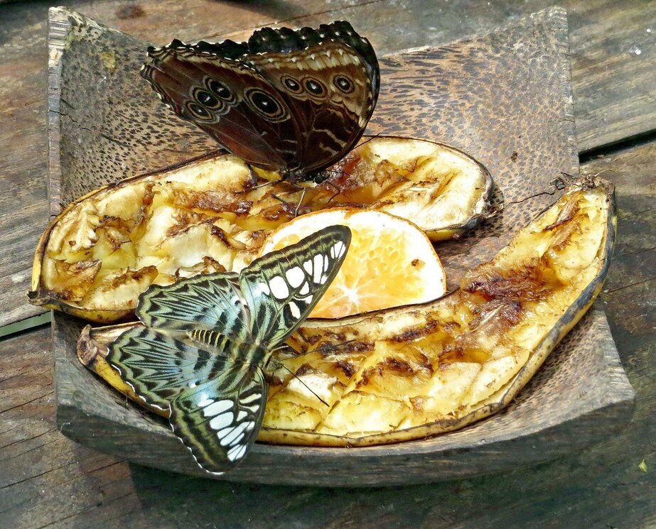 Обед бабочек - Вера Щукина