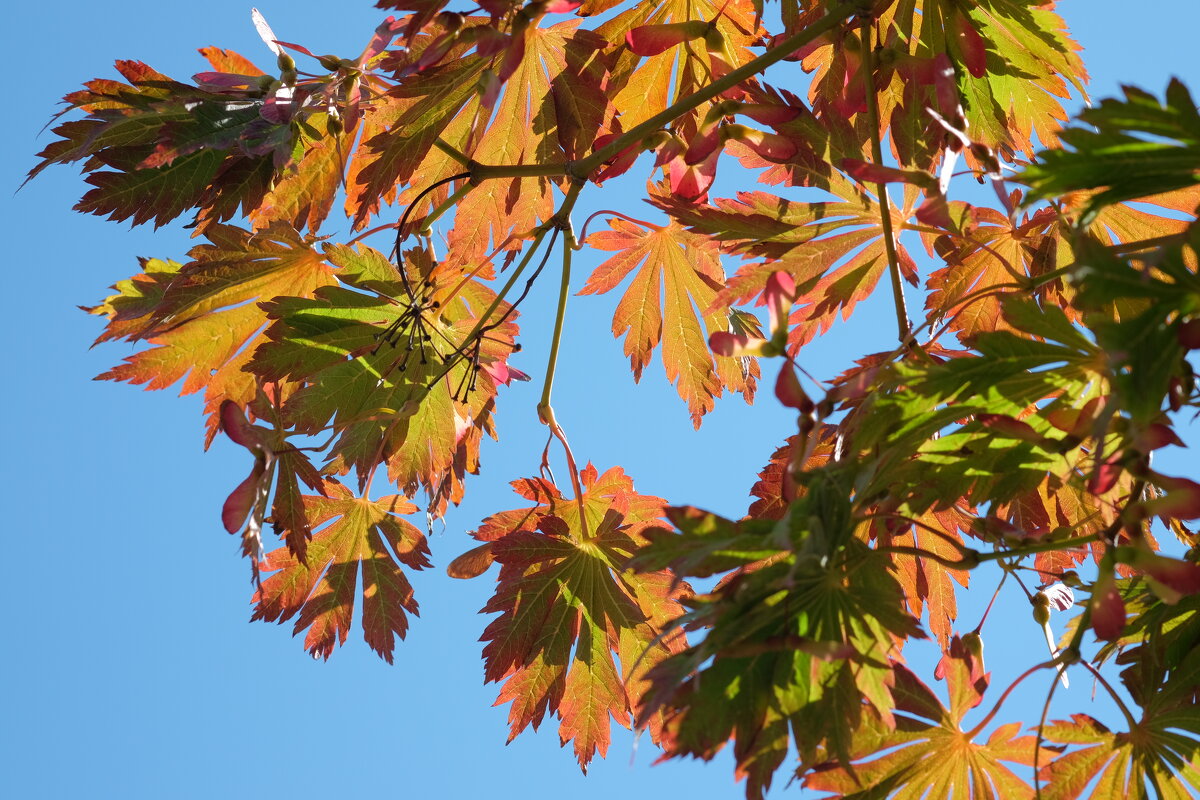 Под японским кленом Acer palmatum - wea *