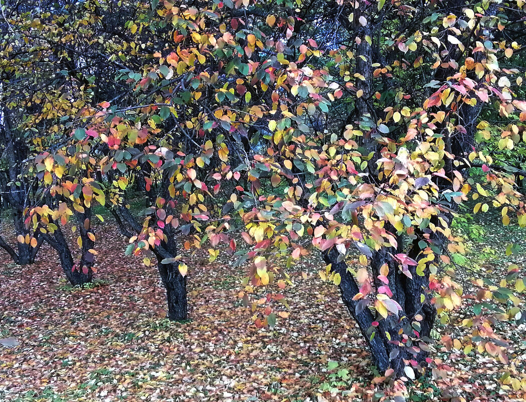 Цветные шали листвы - Екатерина Торганская