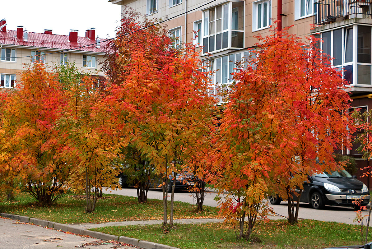 Осень в городе - Светлана 