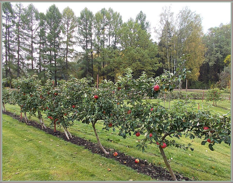 Яблони в саду - Alisia La DEMA