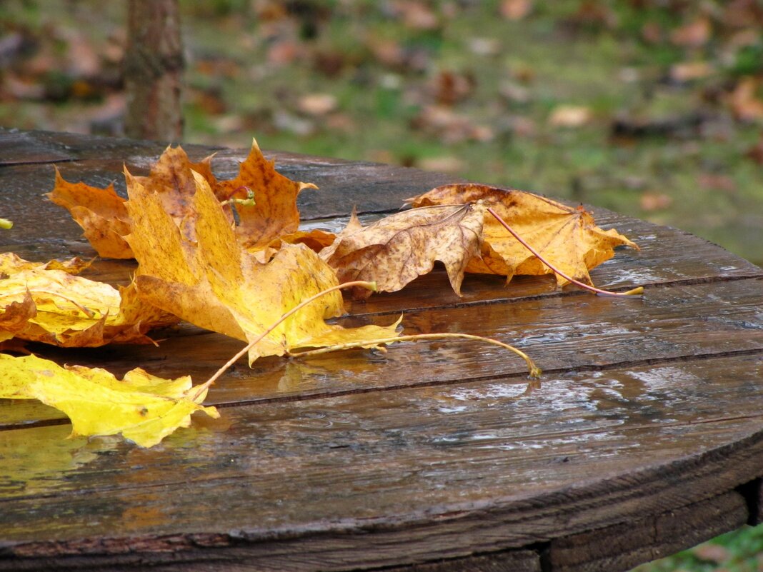 Кленовые листья под осенним дождём... - Татьяна Гнездилова