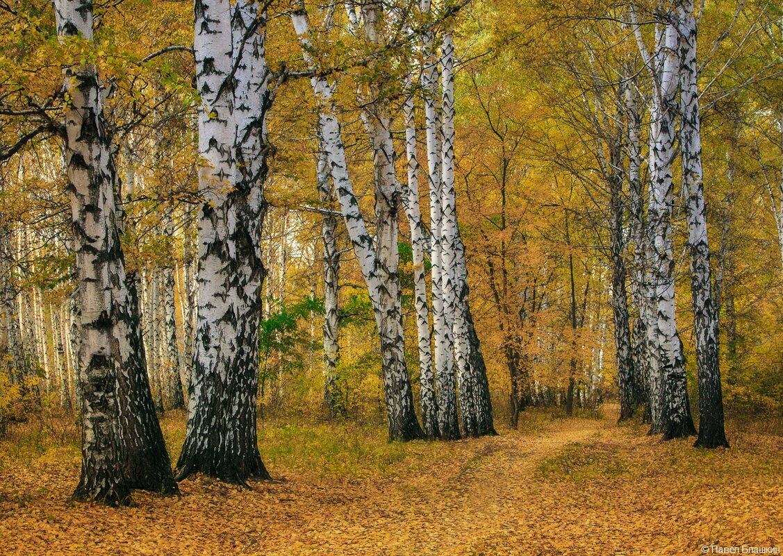Осень - Pavel Blashkin