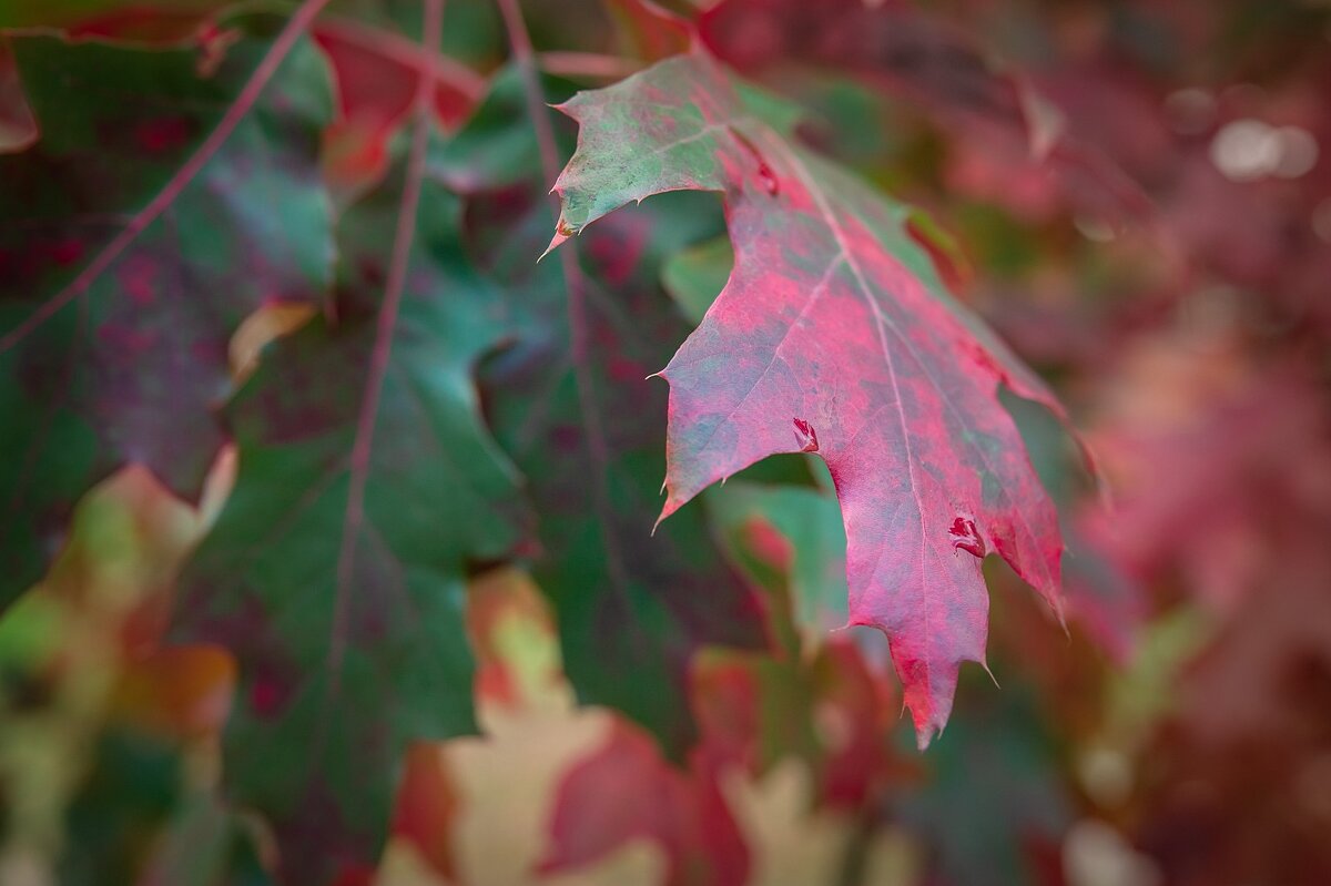 Осенние листья - kvstu 