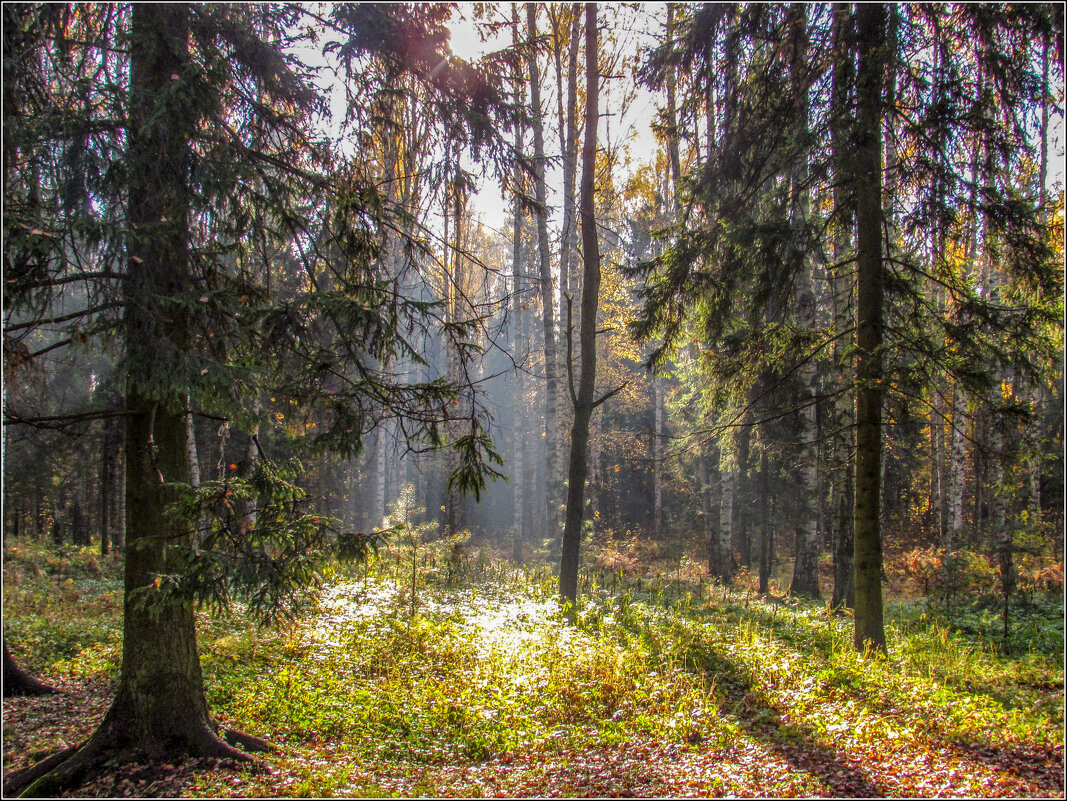 Осенний лес в Павловске - Любовь Зинченко 