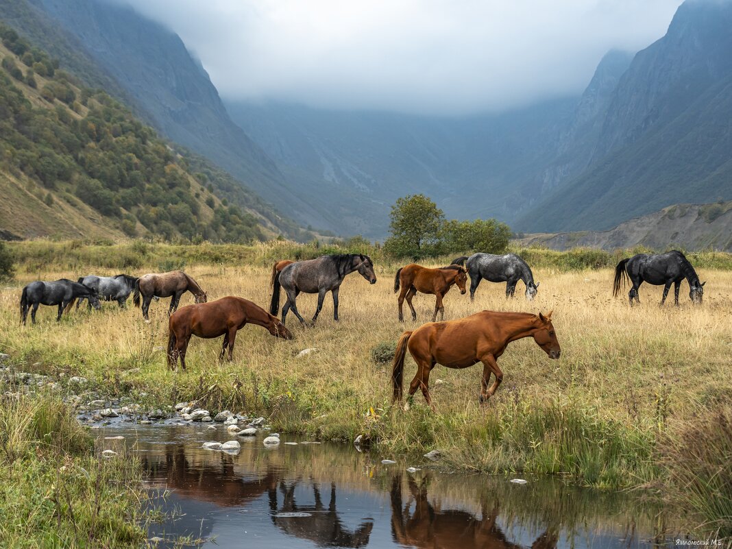 Небольшой табун лошадей в горах - Михаил СПб -