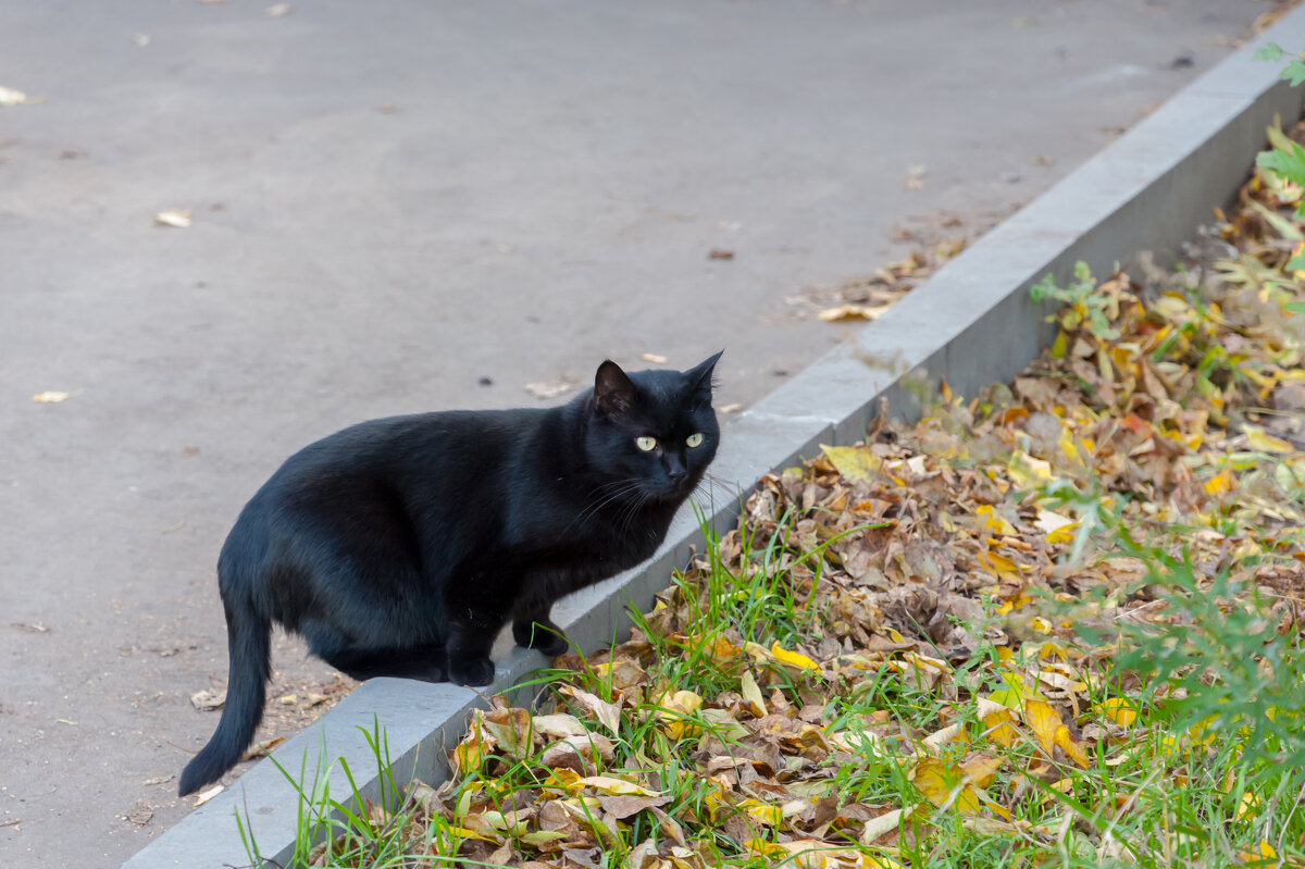 Черная кошка, которая перебежала дорогу передо мной  слева направо - Валерий Иванович