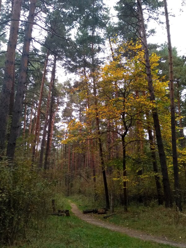 Осенний лес - Gopal Braj
