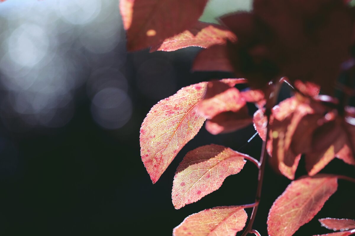 Осенний свет в природе - wea *