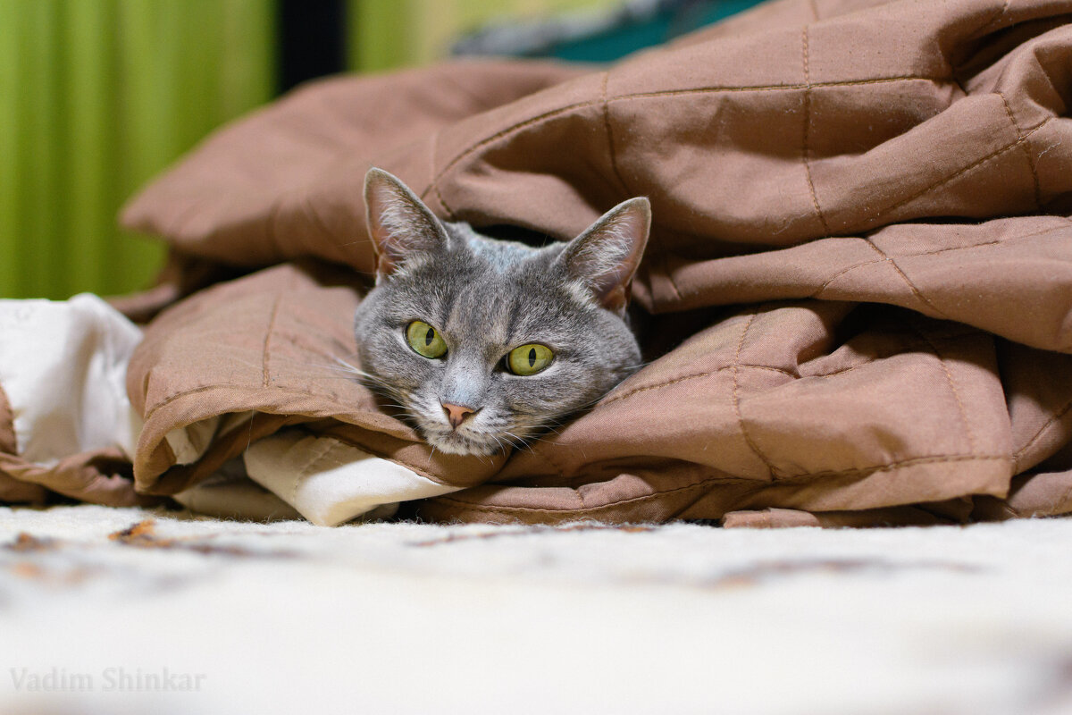 Фото-кошка в тепле - Вадим Фотограф